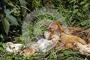 Hen With Chicks in garden with grass