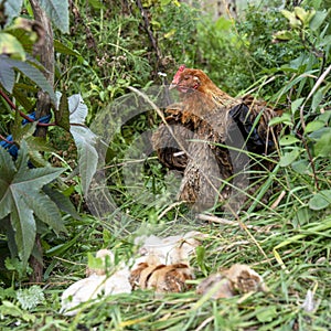 Hen With Chicks in garden with grass