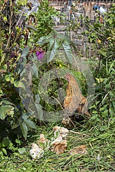 Hen With Chicks in garden with grass