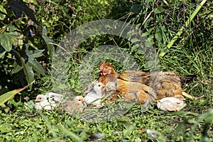 Hen With Chicks in garden with grass