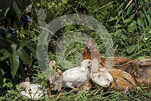 Hen With Chicks in garden with grass