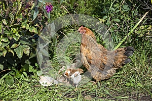 Hen With Chicks in garden with grass