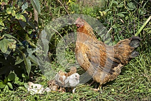 Hen With Chicks in garden with grass