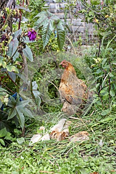 Hen With Chicks in garden with grass