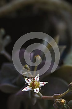 Hen and Chicks Houseplant Close up Echeveria elegans Outdoors