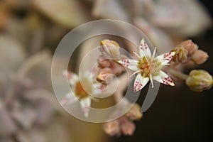 Hen and Chicks Houseplant Close up Echeveria elegans Outdoors