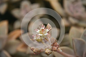 Hen and Chicks Houseplant Echeveria elegans With Flower Blooms