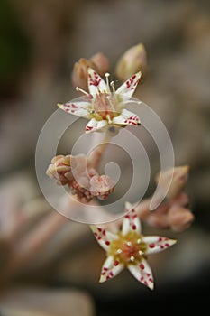 Hen and Chicks Houseplant Echeveria elegans With Flower Blooms