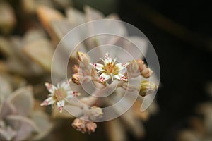 Hen and Chicks Houseplant Echeveria elegans With Flower Blooms