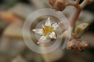 Hen and Chicks Houseplant Echeveria elegans With Flower Blooms