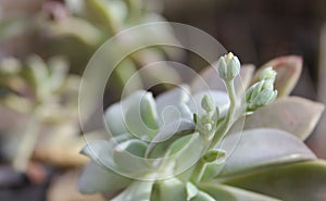 Hen and Chicks Houseplant Echeveria elegans With Flower Blooms