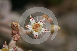 Hen and Chicks Houseplant Echeveria elegans With Flower Blooms