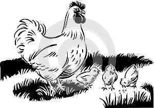 Hen chicks in the meadow