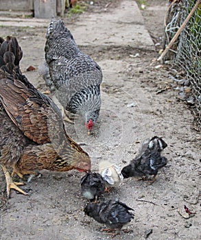 Hen with chicks pecking grain in poultry. Hen with chickens. Domestic birds