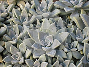 Hen and Chicks plant Flat Top View Echeveria elegans