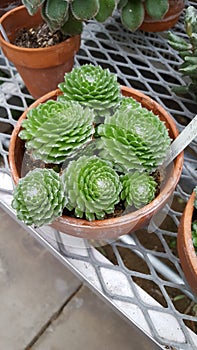 Hen and Chicks in pot