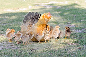 Mother hen protecting chicks Ã°Å¸ÂÂ¥ on  grass photo