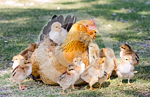 Mother hen protecting chicks Ã°Å¸ÂÂ¥ on  grass photo