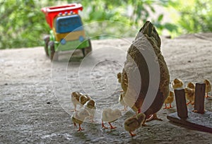 Hen with chicks in Sa Pa Valley village