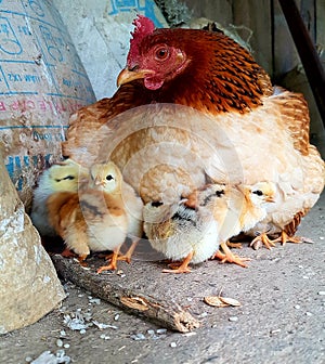 Hen with chicks, Sa Pa, Vietnam