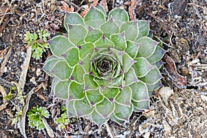 Hen and Chicks Sempervivum Green Wheel covered with morning frost