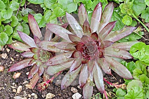 Hen and Chicks (Sempervivum hidde)