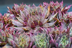 Hen and Chicks Succulent Plant