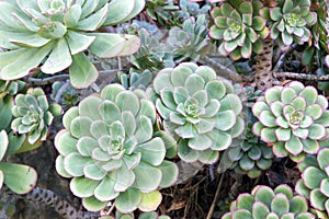 Hen and Chicks Succulent Plant