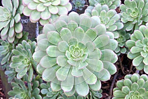 Hen and Chicks Succulent Plant Macro