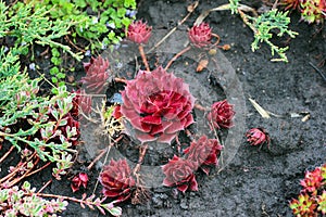 Hen and chicks, a succulent stonecrop with mother plant and flock of offspring, which start as tiny buds on the main plant and