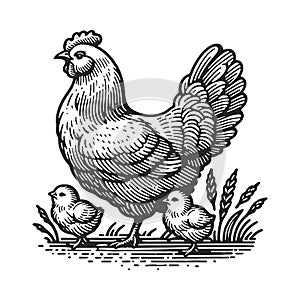 Hen and Chicks Vintage Farm engraving raster