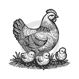 Hen and Chicks Vintage Farm engraving raster