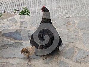 Hen with chicks in Yunnan, China.