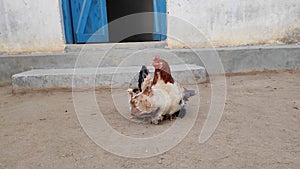 The Hen comforts the chicks under her wings