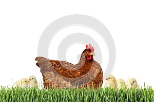 Hen with cute chickens in grass on white background