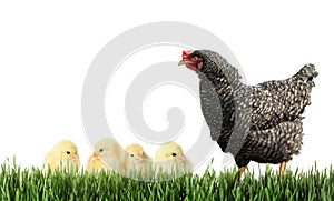 Hen with cute chickens in green grass on white background