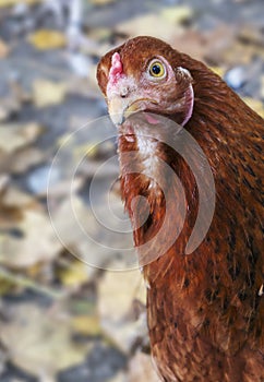 Hen in the domestic yard, a domesticated fowl is peeking out of the photo