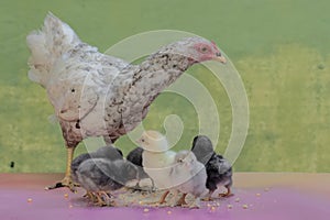 A hen is eating corn with her six newly hatched chicks.