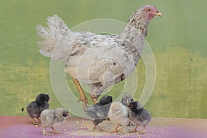 A hen is eating corn with her six newly hatched chicks.