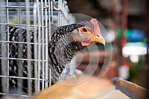 Hen eating food in farm, Eggs chicken farm, Thailand Farm