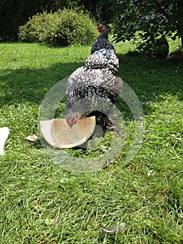 Hen Eating Watermelon