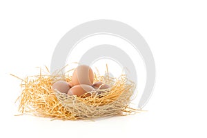 hen egg