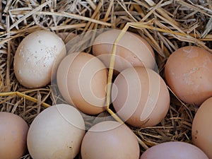 Hen egg in basket, Group of eggson straw