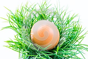 The hen egg in fresh grass with isolated background