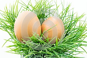 The hen egg in fresh grass with isolated background