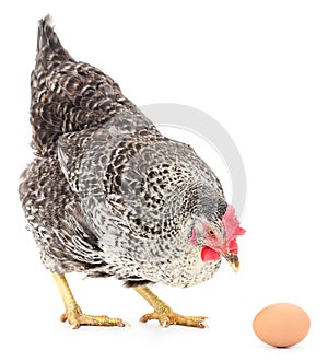 Hen and Egg