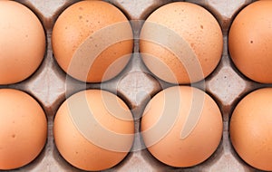 hen eggs