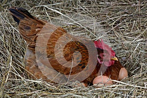 Hen eggs