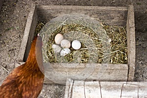 Hen with eggs in nest