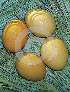 Hen eggs in outdoor